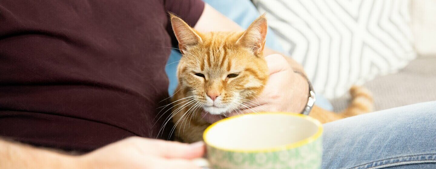 Senior store cat care